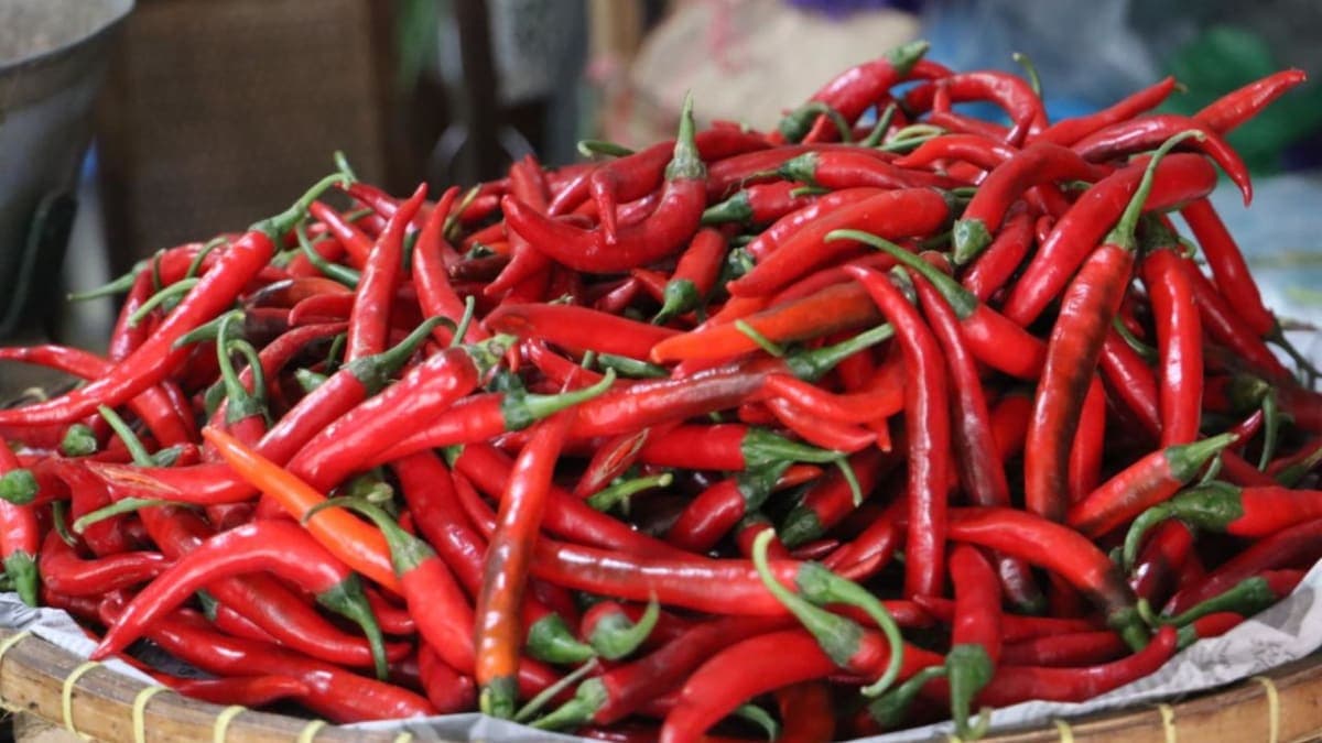 Cabai: Menanam dalam Kerentanan, Untuk Sambal yang Menghangatkan